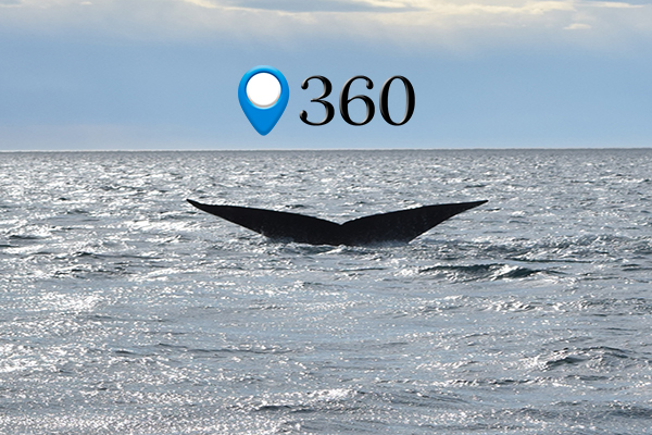 Puerto Madryn Viajo360
